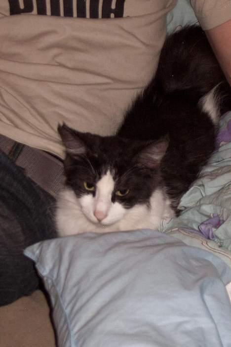 Norsk Skovkat DK Buum-Cats Anja - Tager sig lige en slapper i fars nærværd billede 12