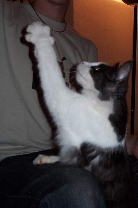 Norsk Skovkat DK Buum-Cats Anja - "FAAH ! come on ellers får dit hovede mærker ! .. " hehe .. hun er en fjoller billede 13