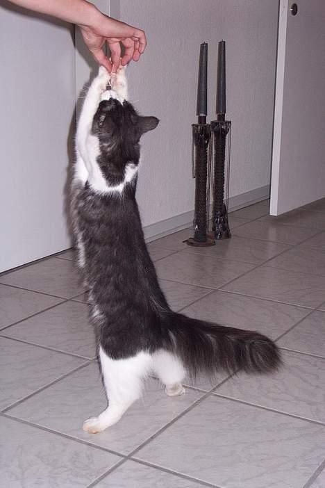 Norsk Skovkat DK Buum-Cats Anja - Haps og fars fingre er under ravage billede 14