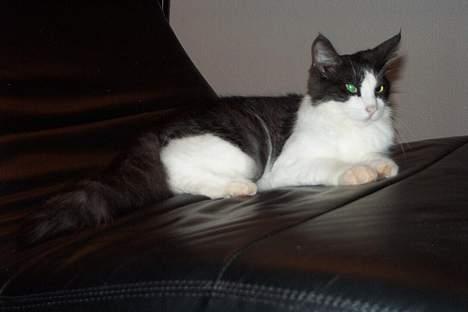 Norsk Skovkat DK Buum-Cats Anja - Ahr .. dejlig kølige læder stole , lige tilpas for den uge dame billede 15