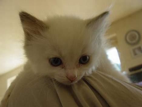 Ragdoll SP. Wrendsted Celinea DSM - Celinea sommeren 2006  billede 4