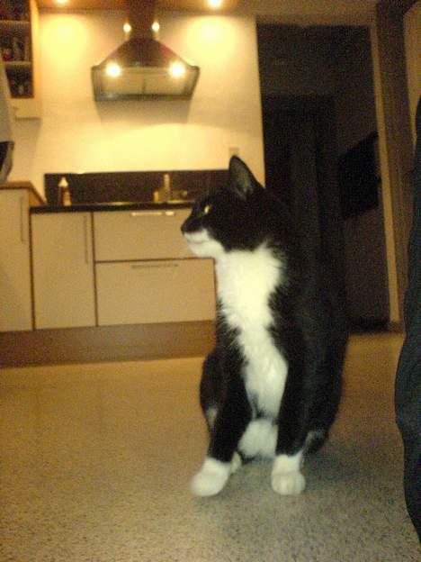 Huskat Sortesen - Gad vide om der måske falder lidt af til mig? billede 1