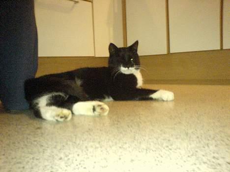 Huskat Sortesen - Hvor er du altså træls med det kamera... Så nu lægger jeg mig bare lige her og ser sur ud :-) billede 2