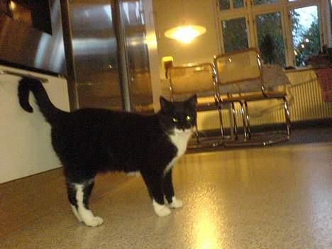 Huskat Sortesen billede 3