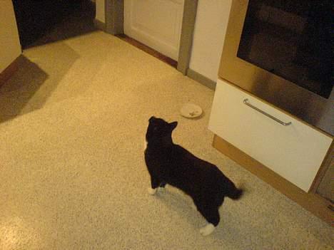 Huskat Sortesen - Kommer der snart mad? billede 4