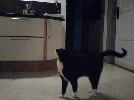 Huskat Sortesen - Halloooooo... Kom nu med det mad!!! Jeg kan lugte flæskestegen helt herned! billede 5