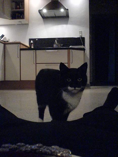 Huskat Sortesen - Altså hvad vil du nu? :-) billede 6