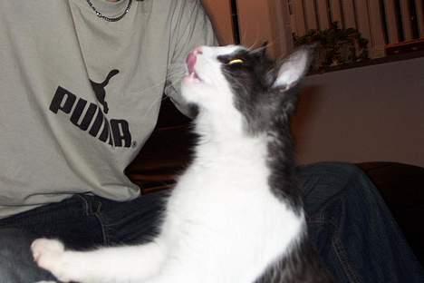 Norsk Skovkat DK Buum-Cats Anja - Nam nam ... du ved jeg få fat i det .. ! billede 16