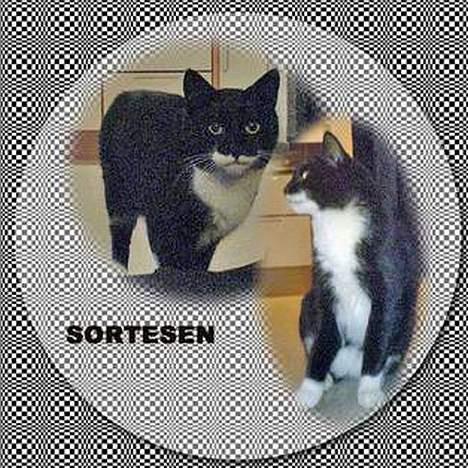 Huskat Sortesen - Tak til catlover Z ... billede 7