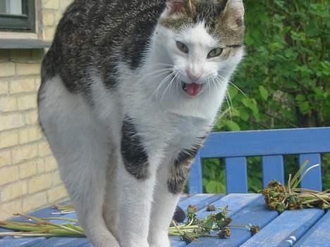 Huskat plet billede 1