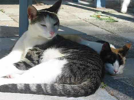 Huskat plet billede 2