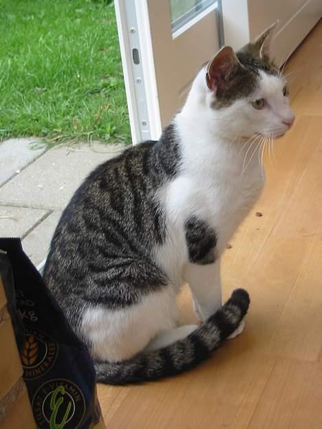 Huskat plet billede 3