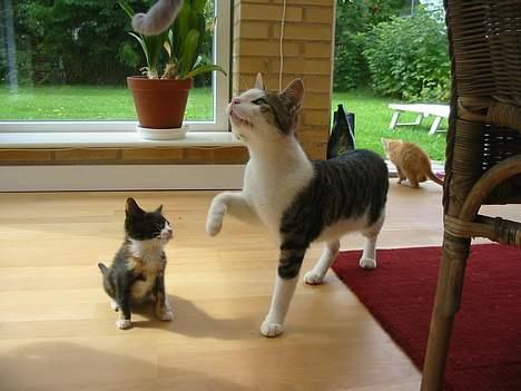 Huskat plet billede 4