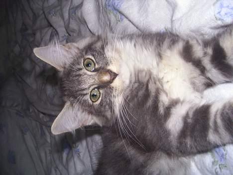 Norsk Skovkat AnnaBell`s perle billede 19