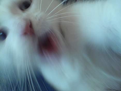 Blanding af racer NimNim R.I.P billede 11