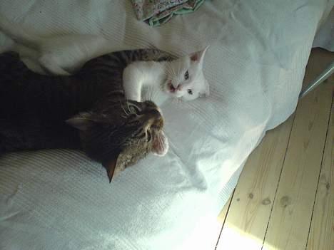 Blanding af racer NimNim R.I.P - Leger lige med storebror..... billede 12