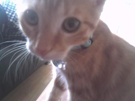 Huskat Bølle billede 9