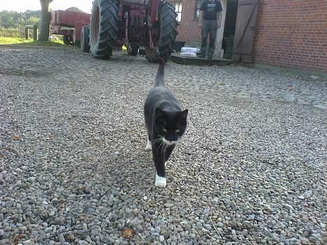 Huskat Sortesen billede 8