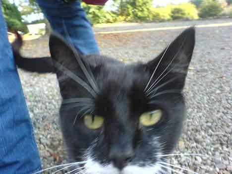 Huskat Sortesen billede 9