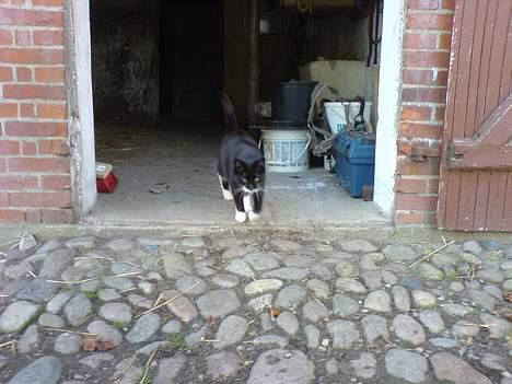 Huskat Sortesen billede 10