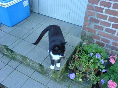 Huskat Sortesen billede 11