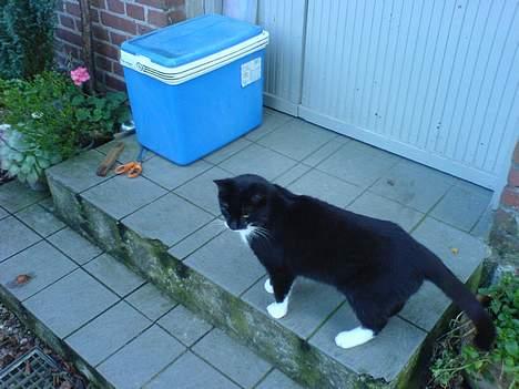 Huskat Sortesen billede 12