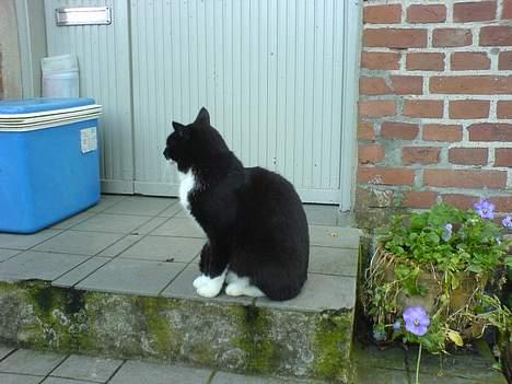 Huskat Sortesen billede 13