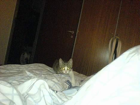 Blanding af racer Paprika - 1½ sekund inden jeg bliver totalt ædt ;-) billede 19