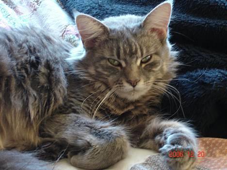 Maine Coon Anella  - Anella billede 1