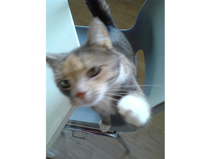 Blanding af racer Stine - miaw, hvor er jeg lækker.. :p billede 1