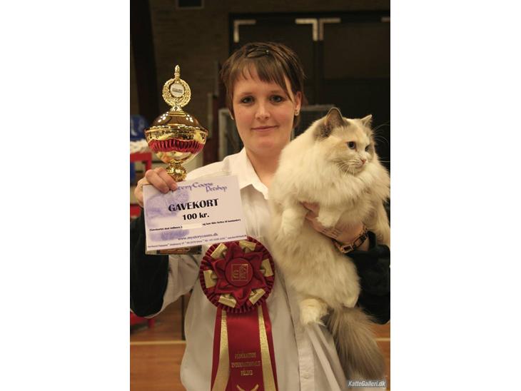 Ragdoll SP. Wrendsted Celinea DSM - Celinea som IC i Karup 30/3 2008 billede 1