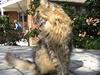 Maine Coon 'Bamse'
