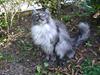 Maine Coon 'Findus'