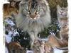 Maine Coon 'Cirkeline' - Hvil i Fred