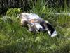 Maine Coon Joy (kaldes Musse)