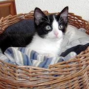 Blanding af racer Phsyko