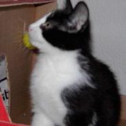 Blanding af racer Phsyko