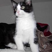 Blanding af racer Phsyko