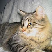 Blanding af racer Samson