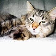 Blanding af racer Samson