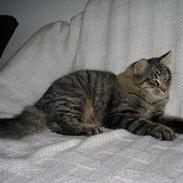 Blanding af racer Samson