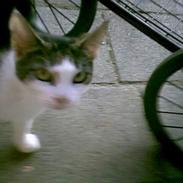 Blanding af racer kira