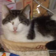 Blanding af racer kira