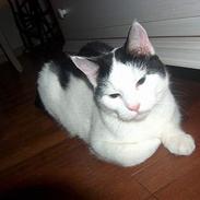 Blanding af racer Mogens