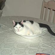 Blanding af racer Mogens