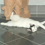 Blanding af racer Mogens