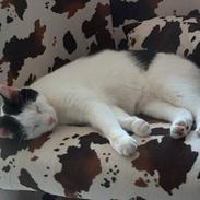 Blanding af racer Mogens