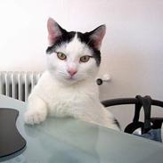 Blanding af racer Mogens