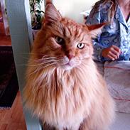 Maine Coon Willy 