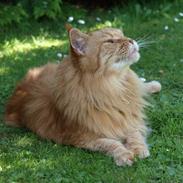 Maine Coon Willy 